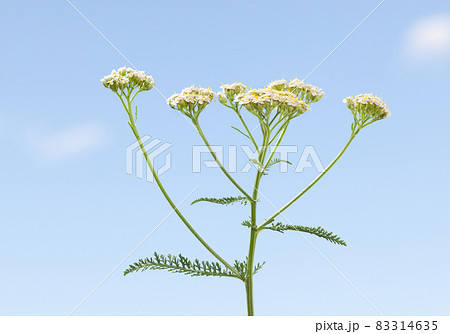 Blooming on meadow yarrow Blooming on meadow yarrow 83314635