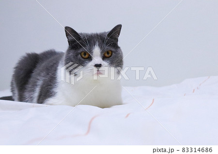 不機嫌なハチワレ猫 ブリティッシュショートヘアの写真素材