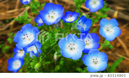 ネモフィラ・インシグニスブルーの花のある風景 83314903