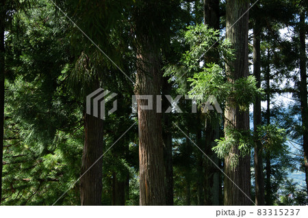 太陽の光射す森 83315237