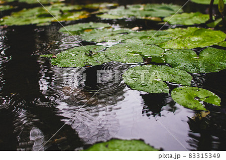 群衆 密集 人ごみ 83315349