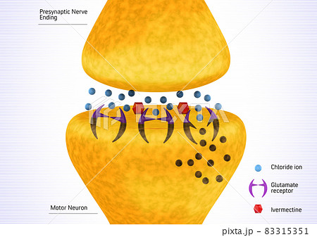 Parasitic nerve synapse inhibited by ivermectin. 3D rendering illustration Parasitic nerve synapse inhibited by ivermectin. 3D rendering illustration 83315351