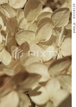 Dry flowers background. Ivory hydrangea petals close-up. Stylish Floral poster. Soft focus 83316139