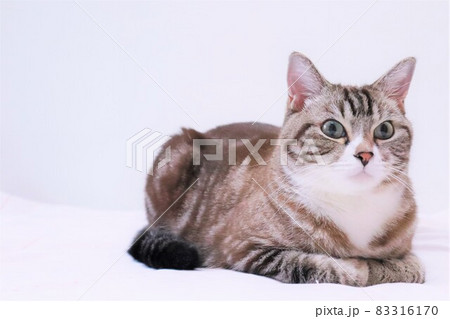 可愛いトラ猫 コピースペース 香箱座り 可愛いトラ猫 コピースペース 香箱座り 83316170