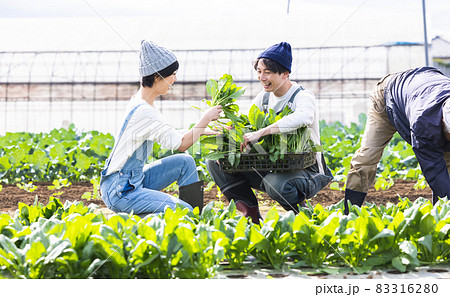 畑で野菜を収穫するカップル 畑で野菜を収穫するカップル 83316280