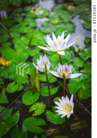 群衆 密集 人ごみ 83316385