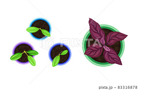 Seedling or Young Plant Growing in Plastic Pot or Box Above View Vector Set Seedling or Young Plant Growing in Plastic Pot or Box Above View Vector Set 83316878