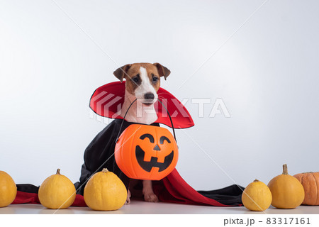 Dog in a vampire cloak and jack-o-lantern on a white background. Halloween Jack Russell Terrier in Count Dracula costume 83317161