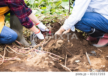 畑でさつまいもを収穫するカップル 83317203