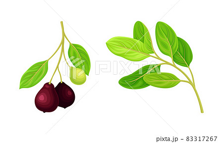 Green Leafy Branch of Sandalwood with Berries Vector Set 83317267