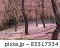 京都の梅 83317334