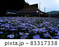 夕方の北山友禅菊 83317338