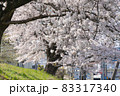 春の満開の桜 83317340