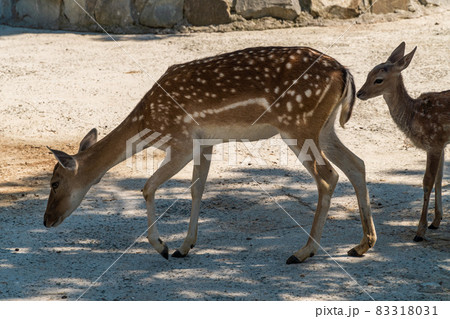 The Republic of Crimea. The city of Belogorsk. July 17, 2021. A family of European fallow deer lives in the enclosure of the Taigan Lion Park. The Republic of Crimea. The city of Belogorsk. July 17, 2021. A family of European fallow deer lives in the enclosure of the Taigan Lion Park. 83318031