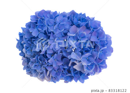 blue hydrangea flowers isolated blue hydrangea flowers isolated 83318122