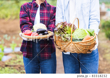 畑で野菜を収穫するカップル 83318232