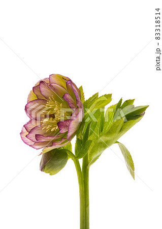 green hellebore isolated green hellebore isolated 83318514