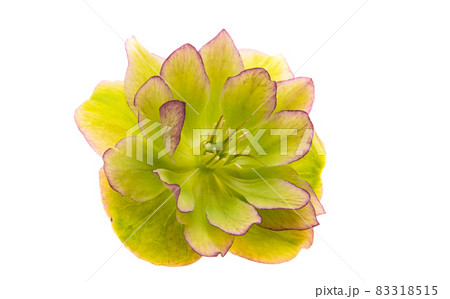 green hellebore isolated green hellebore isolated 83318515