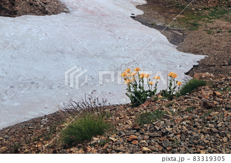 Short alpine summer 83319305