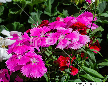 Close up of Dianthus chinensis blossom 83319322