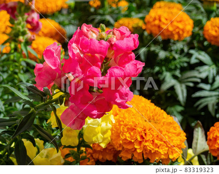 Close up of snapdragons blossom 83319323
