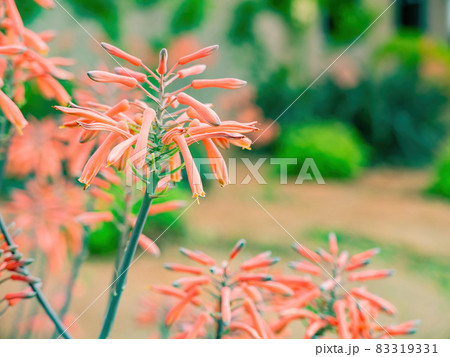 Close up shot of Aloe maculata blossom Close up shot of Aloe maculata blossom 83319331