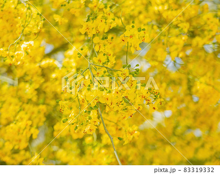 Sunny view of Parkinsonia florida blossom 83319332