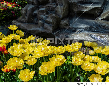 Close up shot of many tulips blossom Close up shot of many tulips blossom 83319383