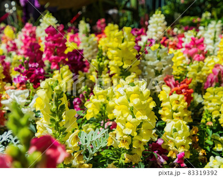 Close up of snapdragons blossom 83319392