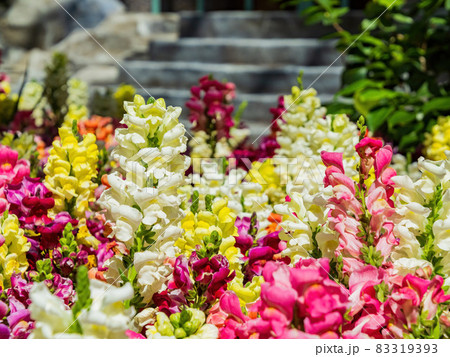 Close up of snapdragons blossom 83319393