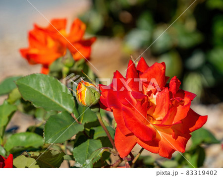Close up of rose blossom Close up of rose blossom 83319402
