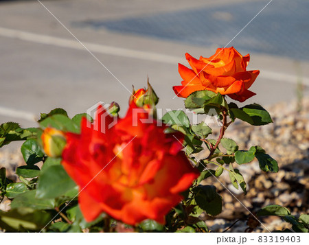Close up of rose blossom Close up of rose blossom 83319403