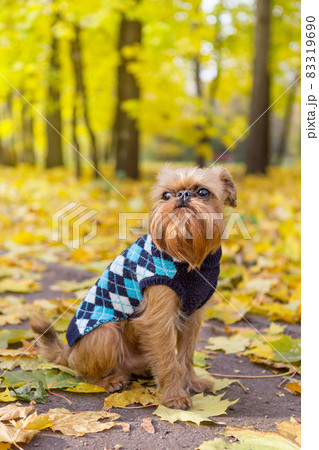 Dog  sits among autumn leaves 83319690