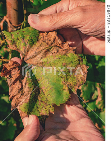 Vine leaf sick.  Missing protection of the vineyard garden 83319870