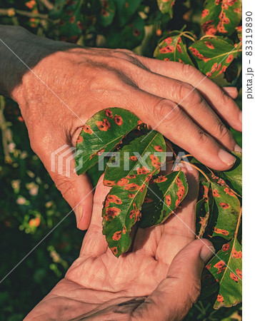 Pucciniales Rust on pear leaves.  Red dots disease 83319890