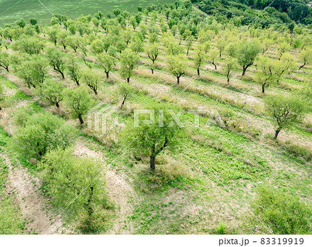 Almond trees in old orchard. Trees after harvest at end of summer Almond trees in old orchard. Trees after harvest at end of summer 83319919