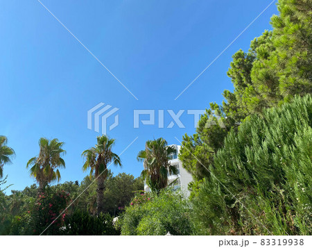 green palms and tree leaves on blue sky background 83319938