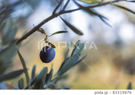 A black olive 83319976
