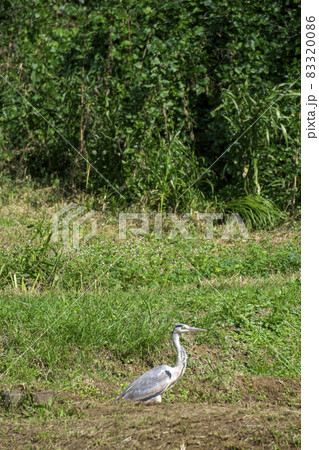 秋の狭山丘陵　稲刈りの頃の岸たんぼで休むアオサギ1羽 83320086