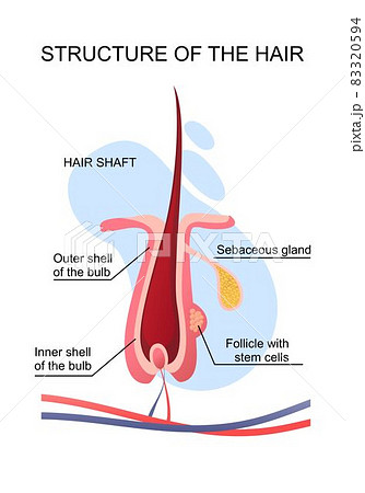 human hair structure educational poster 83320594