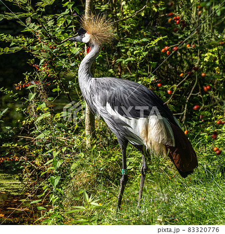 Black Crowned Crane, Balearica pavonina in a park Black Crowned Crane, Balearica pavonina in a park 83320776