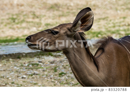 The common eland, Taurotragus oryx is a savannah antelope 83320788