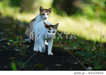 野良猫の可愛い子猫達が親離れの練習中 83320920
