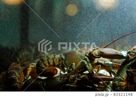 A live caught lobster sitting at the bottom of a brightly lit tank waiting to be cooked and eaten.Maine lobster Homarus Americanus. A live caught lobster sitting at the bottom of a brightly lit tank waiting to be cooked and eaten.Maine lobster Homarus Americanus. 83321148