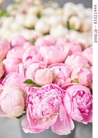 Floral carpet or Wallpaper. Background of pink and white peonies. Morning light in the room. Beautiful peony flower for catalog or online store. Floral shop and delivery concept . 83321444