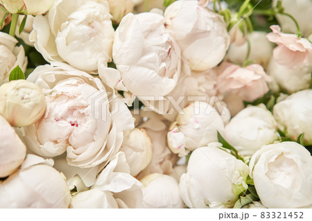 White Odile peonies in a metal vase. Beautiful peony flower for catalog or online store. Floral shop concept . Beautiful fresh cut bouquet. Flowers delivery. Copy space White Odile peonies in a metal vase. Beautiful peony flower for catalog or online store. Floral shop concept . Beautiful fresh cut bouquet. Flowers delivery. Copy space 83321452