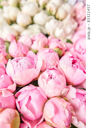 Floral carpet or Wallpaper. Background of pink and white peonies. Morning light in the room. Beautiful peony flower for catalog or online store. Floral shop and delivery concept . Floral carpet or Wallpaper. Background of pink and white peonies. Morning light in the room. Beautiful peony flower for catalog or online store. Floral shop and delivery concept . 83321457