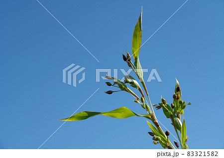 青空とハトムギの栽培　（10月） 83321582