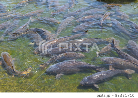 池で泳ぐ鯉 池で泳ぐ鯉 83321710