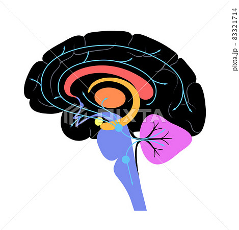 Serotonin pathway in brain 83321714